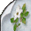 White Flowers Wallpaper