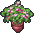 Potted Pink Flowers