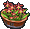 Potted Orchid